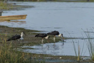 Woolly-necked Storks (Ciconia episcopus) foraging in shallow wetland habitat at Nalsarovar Bird Sanctuary, Gujarat, India.