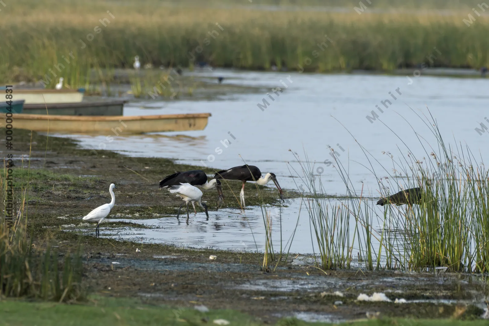 Woolly-necked Storks (Ciconia episcopus) foraging in shallow wetland habitat at Nalsarovar Bird Sanctuary, Gujarat, India.