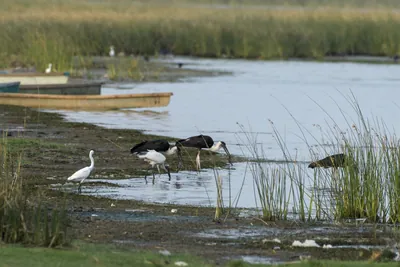 Woolly-necked Storks (Ciconia episcopus) foraging in shallow wetland habitat at Nalsarovar Bird Sanctuary, Gujarat, India.