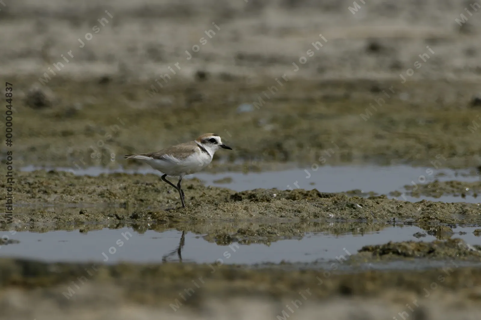 Kentish Plover (Anarhynchus alexandrinus) standing on a muddy wetland habitat near Nalsarovar in Gujarat, India.