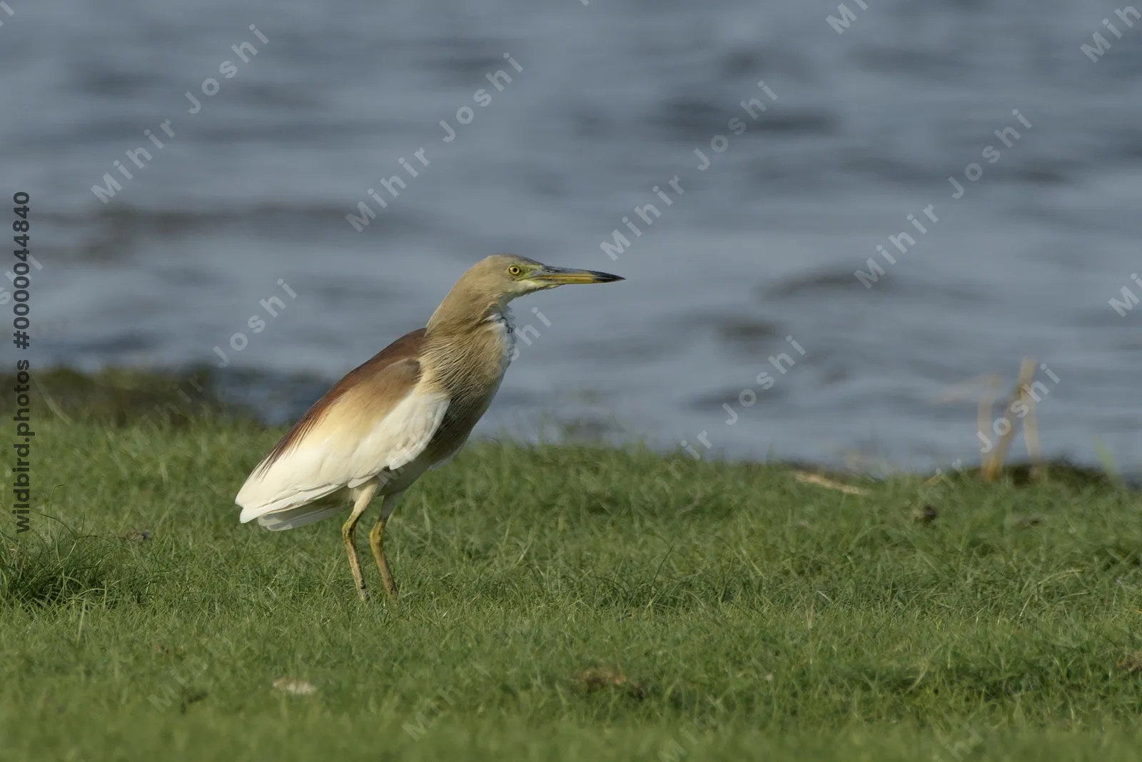 Indian Pond Heron (Ardeola grayii) standing near the edge of a wetland near Nalsarovar, Gujarat, India.