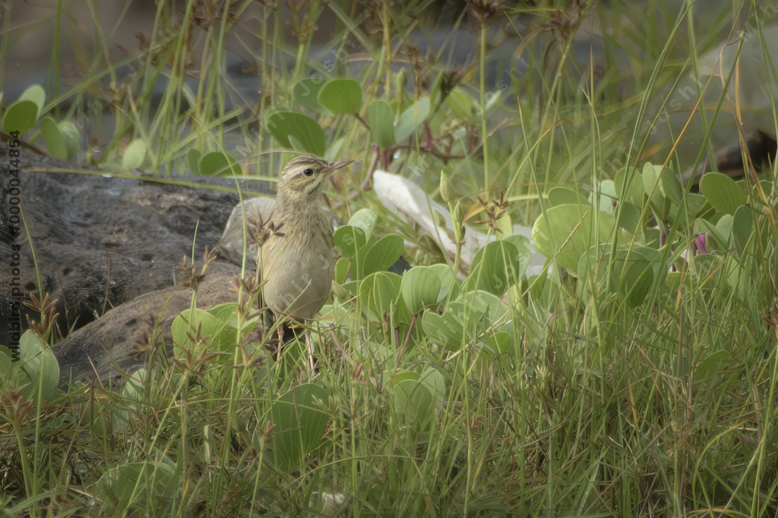 Tawny Pipit (Anthus campestris) standing among coastal vegetation near Mumbai, Maharashtra, India.