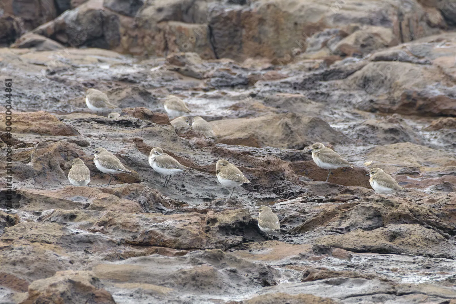 Greater Sand Plovers (Charadrius leschenaultii) resting on coastal rocks at Erangal Beach near Mumbai, Maharashtra, India.