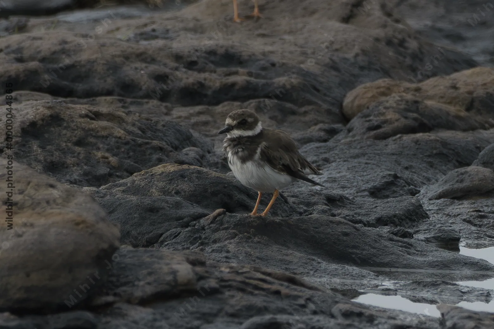 Common Ringed Plover (Charadrius hiaticula) standing on rocky coastal habitat at Erangal Beach in Maharashtra, India.