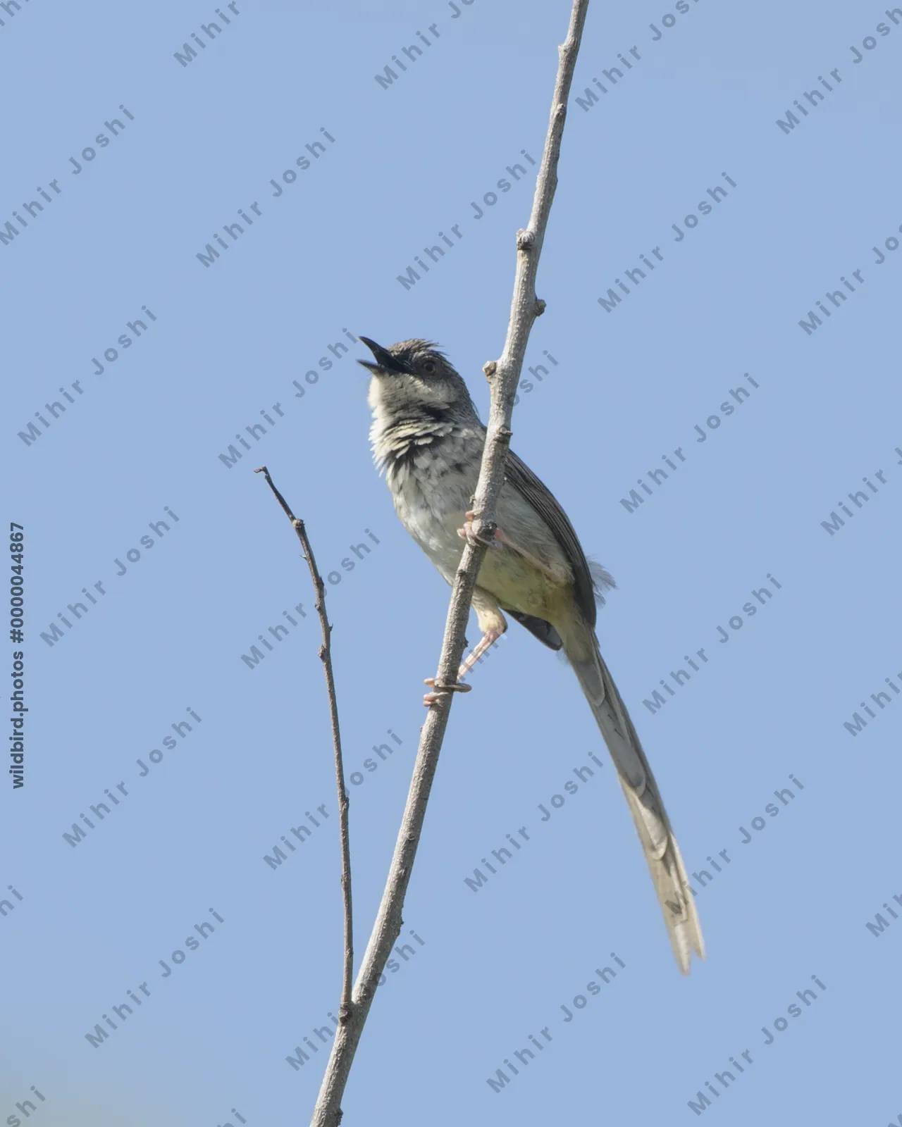 Himalayan Prinia (Prinia crinigera, Cisticolidae) in Janjehli, Himachal Pradesh, India