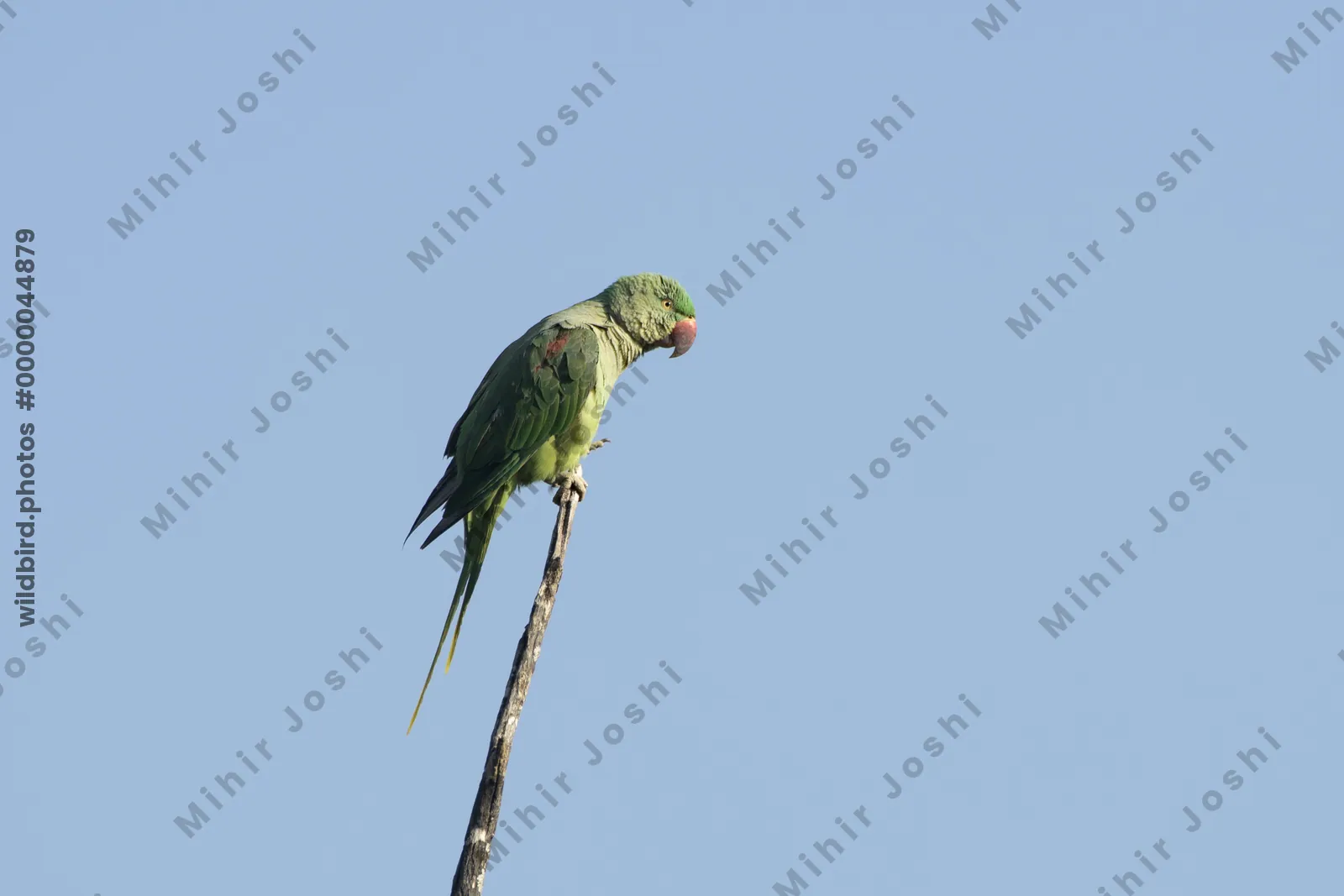 Alexandrine Parakeet (Psittacula eupatria, Psittaculidae) in Janjehli, Himachal Pradesh, India