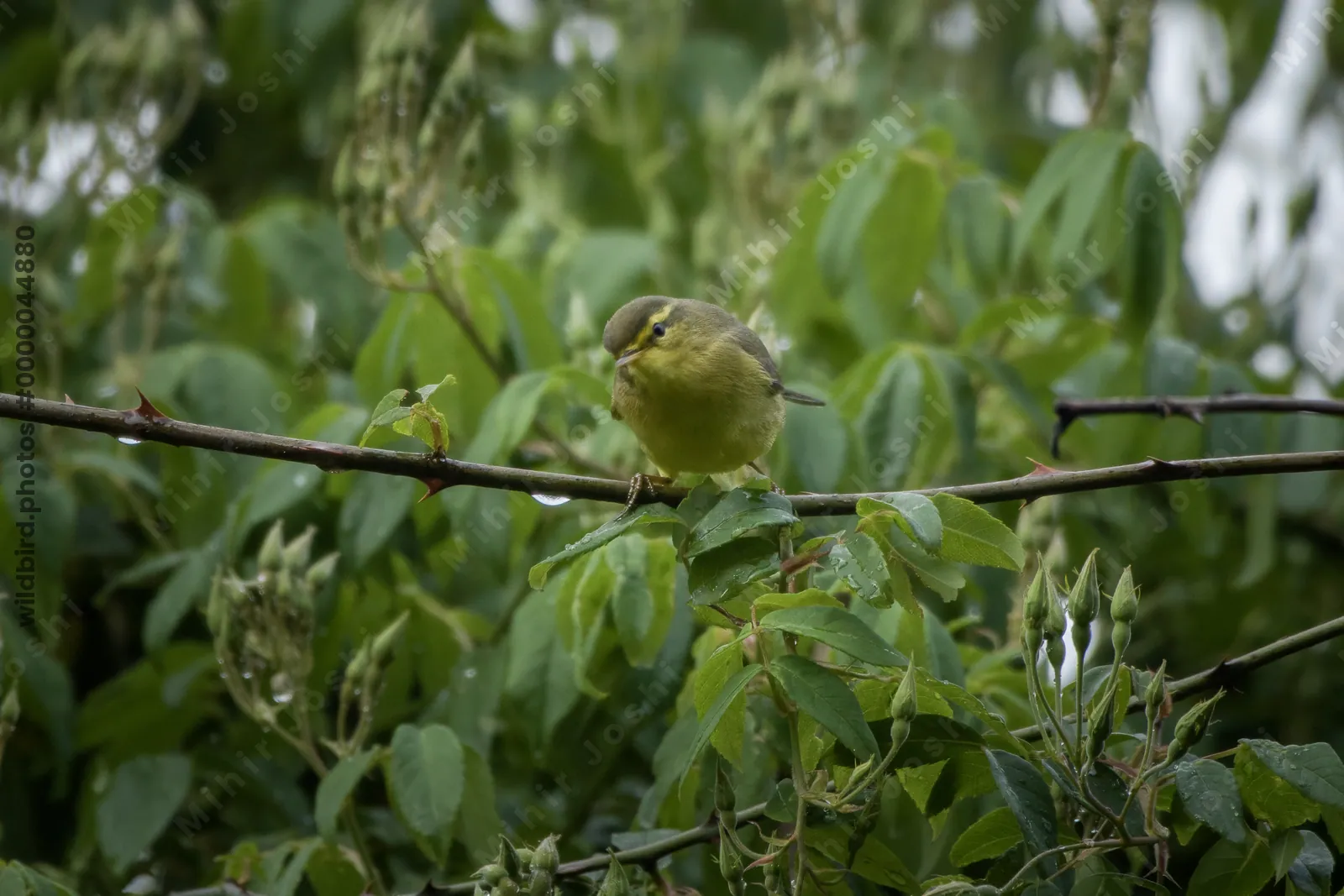 Tickell's Leaf Warbler (Phylloscopus affinis, Phylloscopidae) in Janjehli, Himachal Pradesh, India