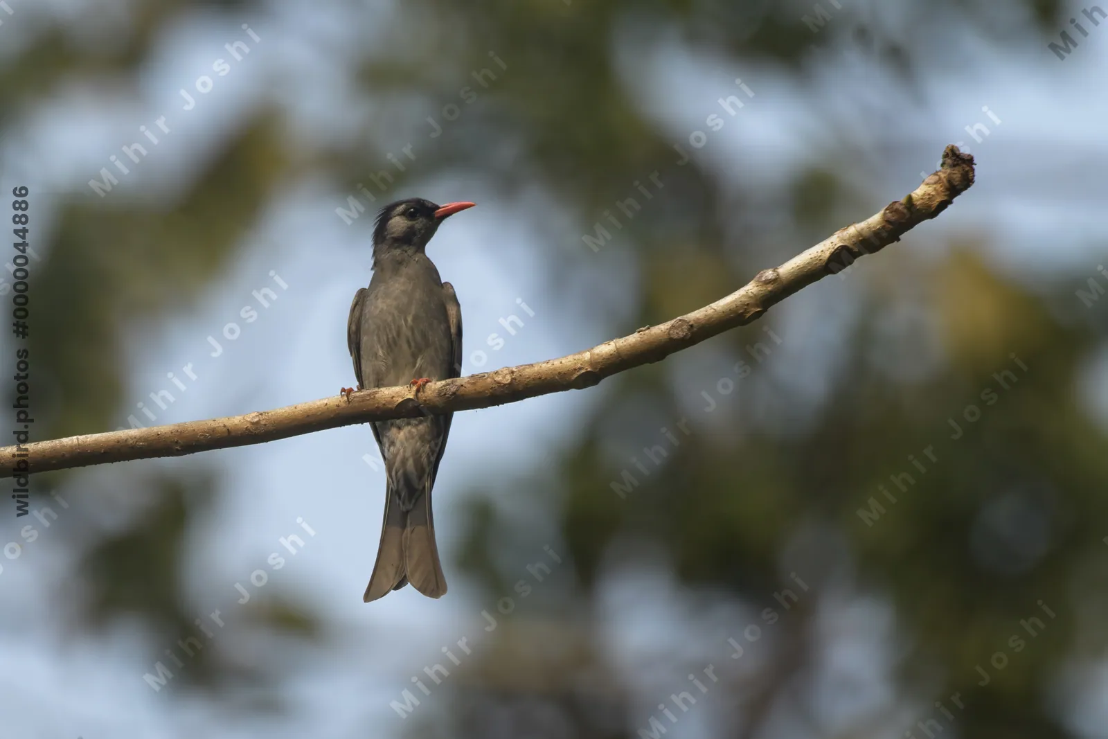 Black Bulbul perched on a tree branch in forest habitat at Manas National Park, Assam, India.
