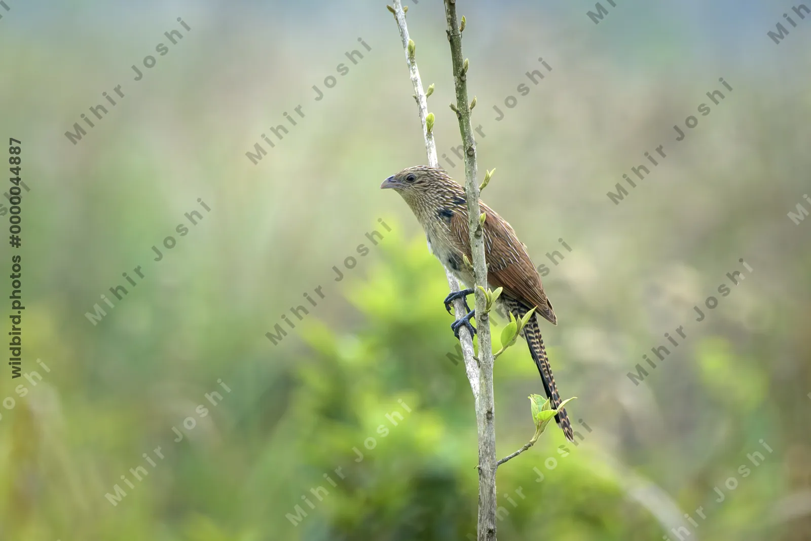 Lesser Coucal (Centropus bengalensis) perched on leafy vegetation in natural habitat in Manas National Park, Assam, India.