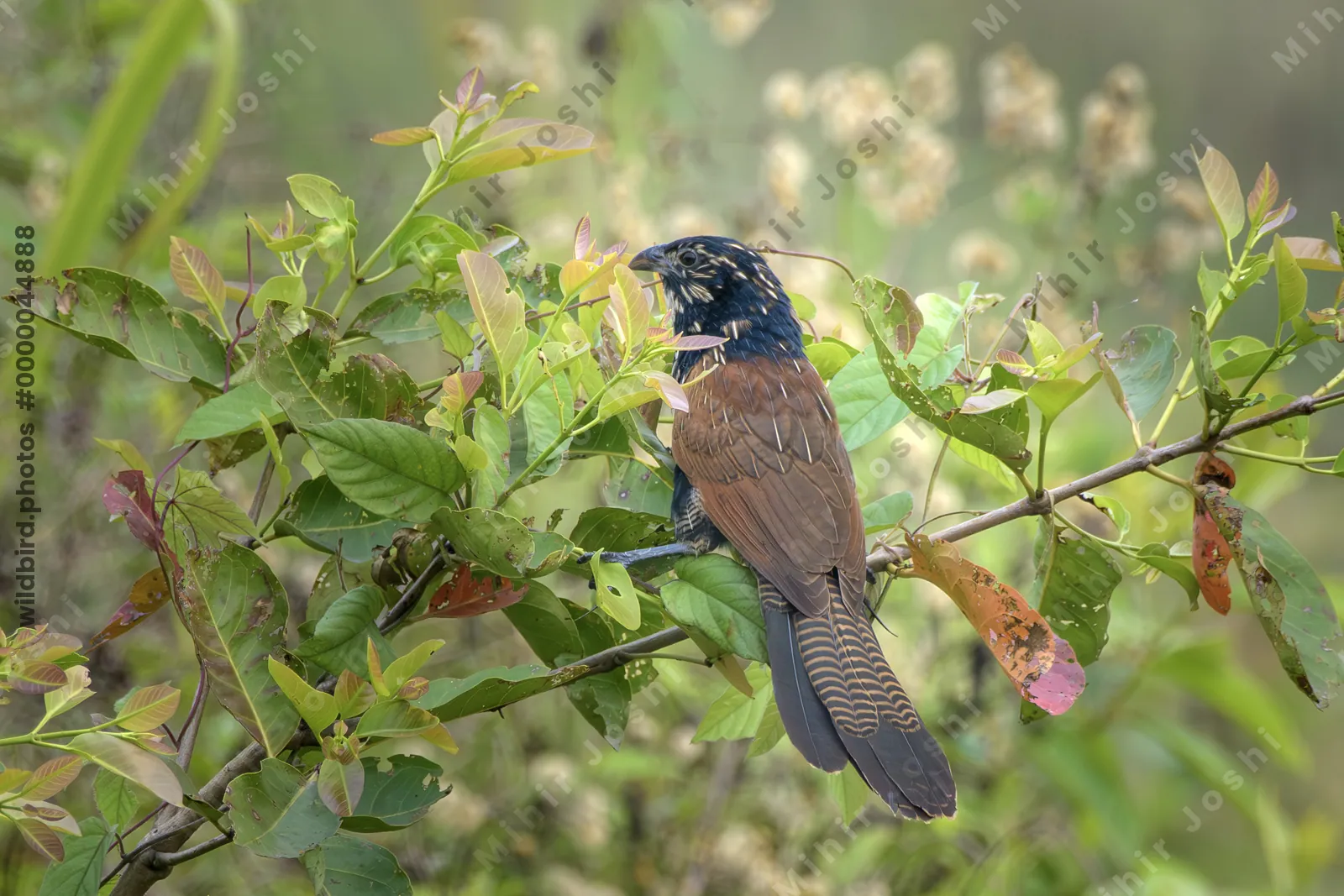 Lesser Coucal (Centropus bengalensis) perched on leafy vegetation in natural habitat in Manas National Park, Assam, India.