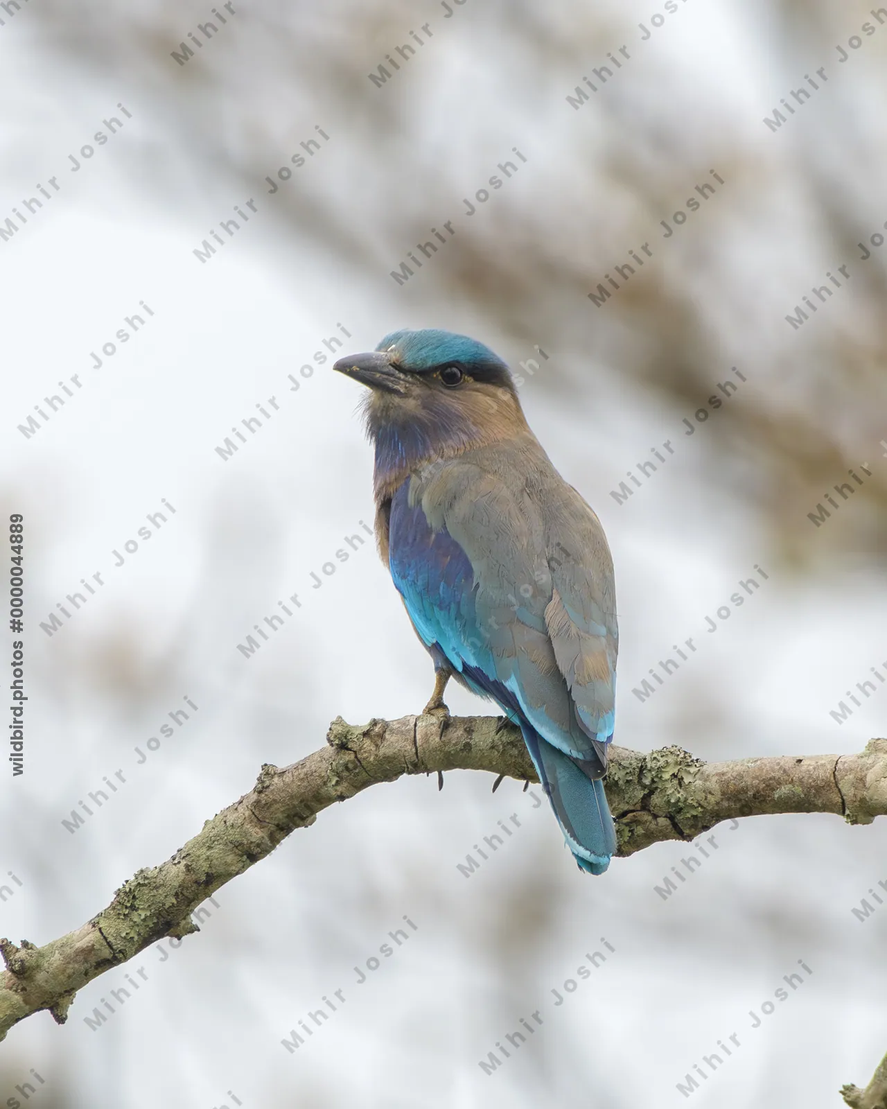 Indochinese Roller (Coracias affinis) perched on a tree branch in natural habitat in Manas National Park, Assam, India.
