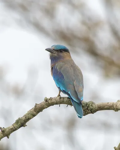Indochinese Roller (Coracias affinis) perched on a tree branch in natural habitat in Manas National Park, Assam, India.