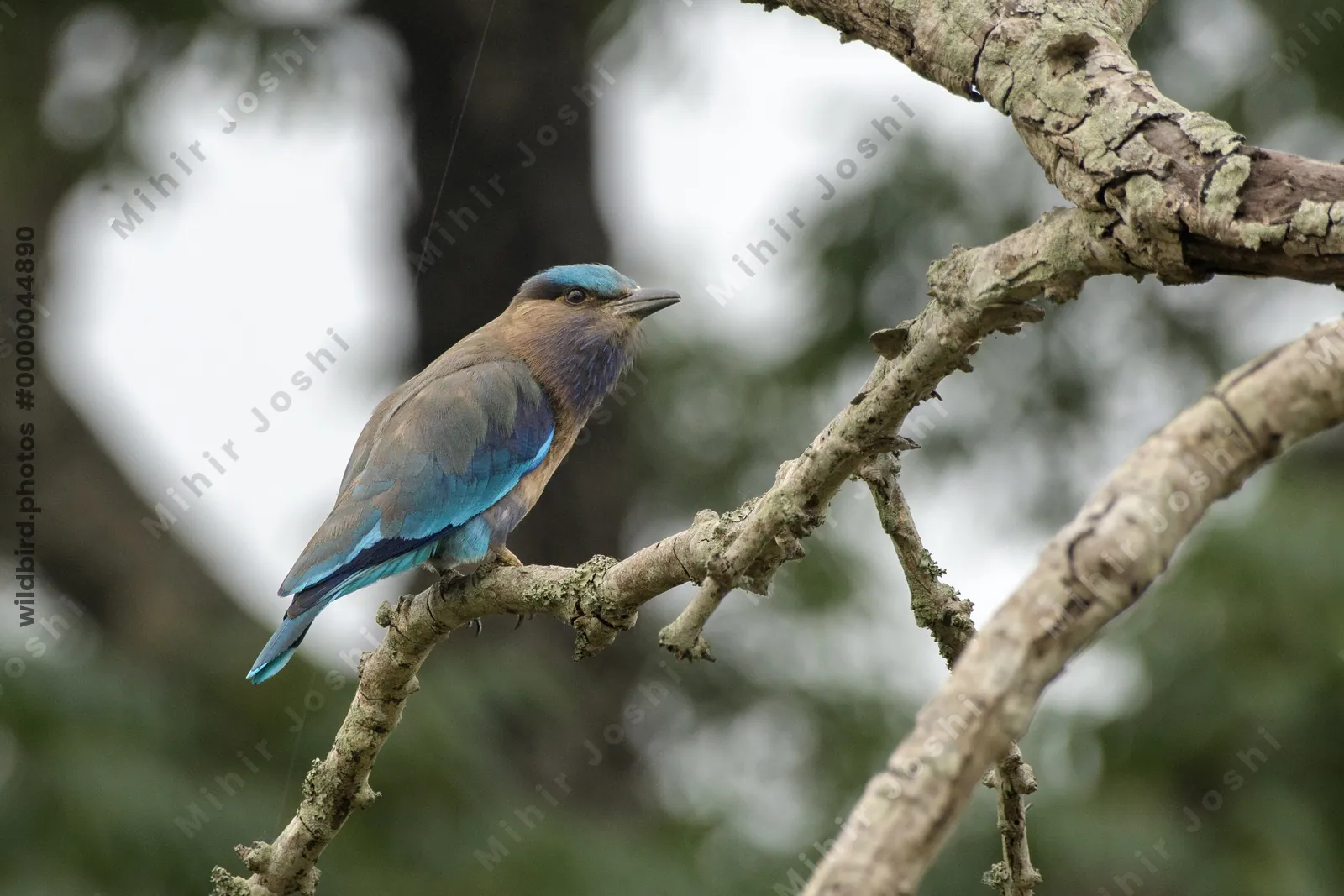 Indochinese Roller (Coracias affinis) perched on a tree branch in natural habitat in Manas National Park, Assam, India.