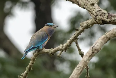 Indochinese Roller (Coracias affinis) perched on a tree branch in natural habitat in Manas National Park, Assam, India.