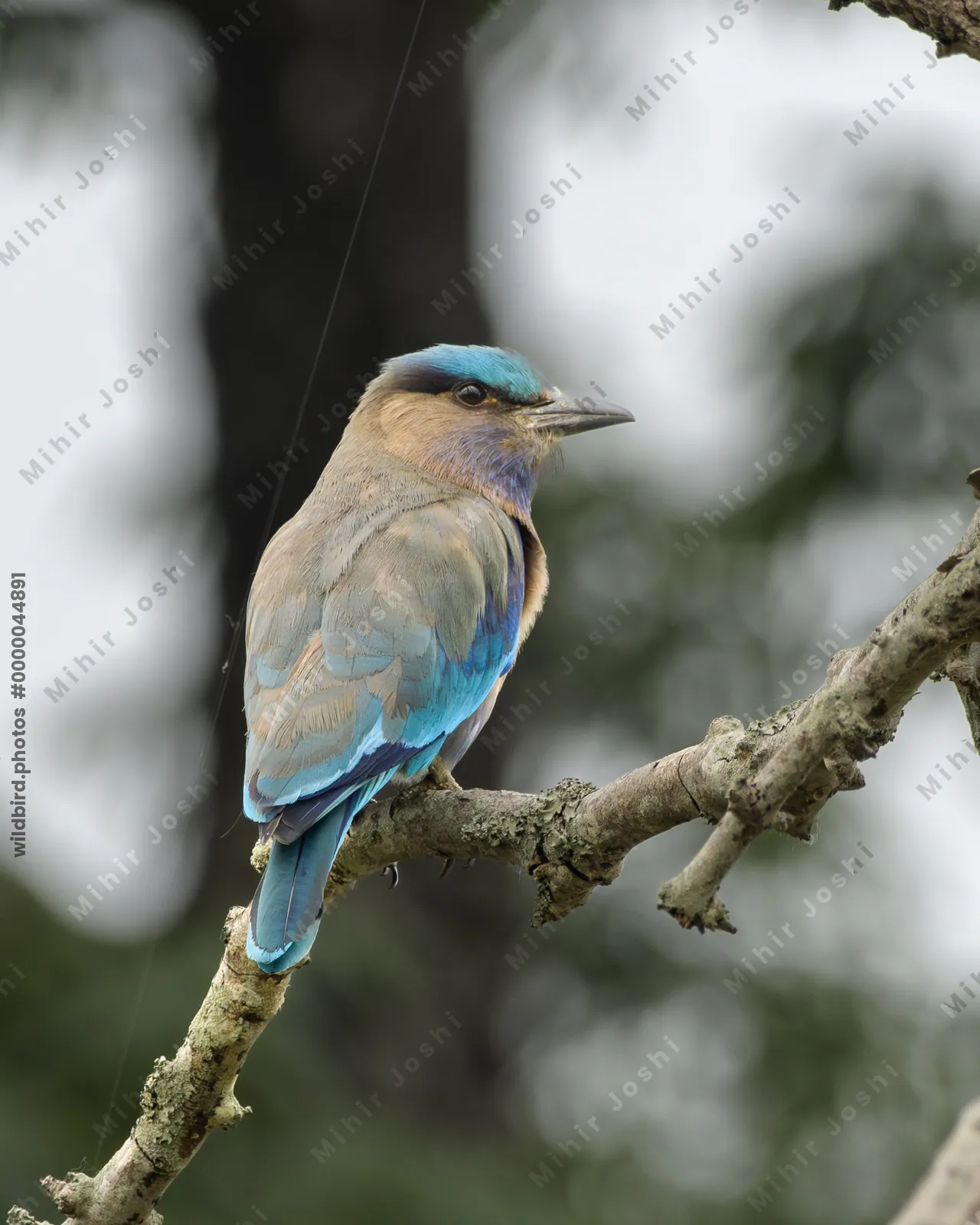 Indochinese Roller (Coracias affinis) perched on a tree branch in natural habitat in Manas National Park, Assam, India.