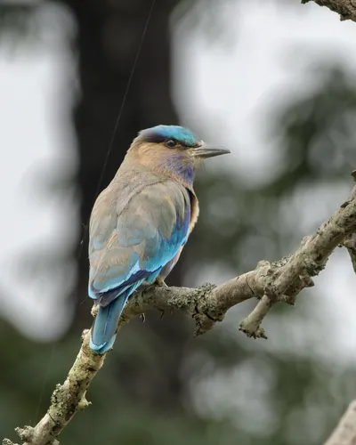 Indochinese Roller (Coracias affinis) perched on a tree branch in natural habitat in Manas National Park, Assam, India.