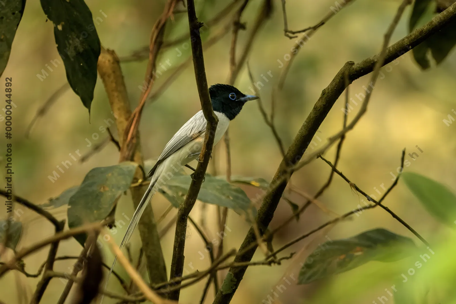 Blyth's Paradise Flycatcher (Terpsiphone affinis) perched on a branch in forest habitat of Manas National Park, Assam, India.
