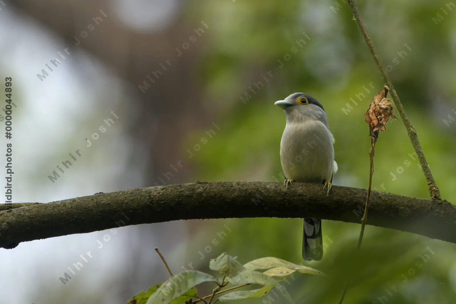 Grey-lored Broadbill (Serilophus rubropygius) perched on a branch in forest habitat of Manas National Park, Assam, India.