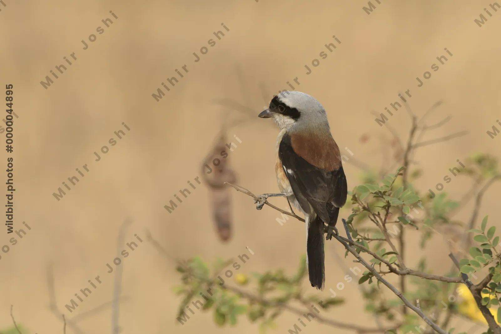 Bay-backed Shrike (Lanius vittatus) perched on a bush in the dry grasslands of Bhigwan, Maharashtra - a striking bird of India.