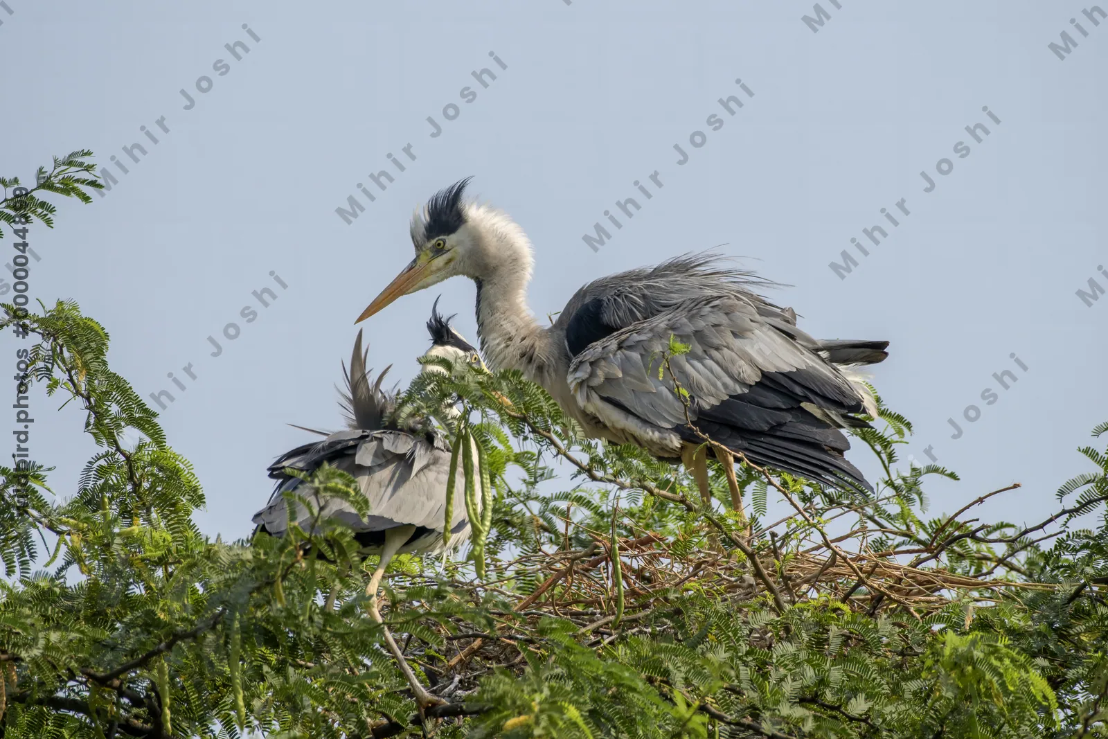 A pair of grey herons (Ardea cinerea) nesting on a tree in the wetland habitat of Bhigwan, Maharashtra, India.