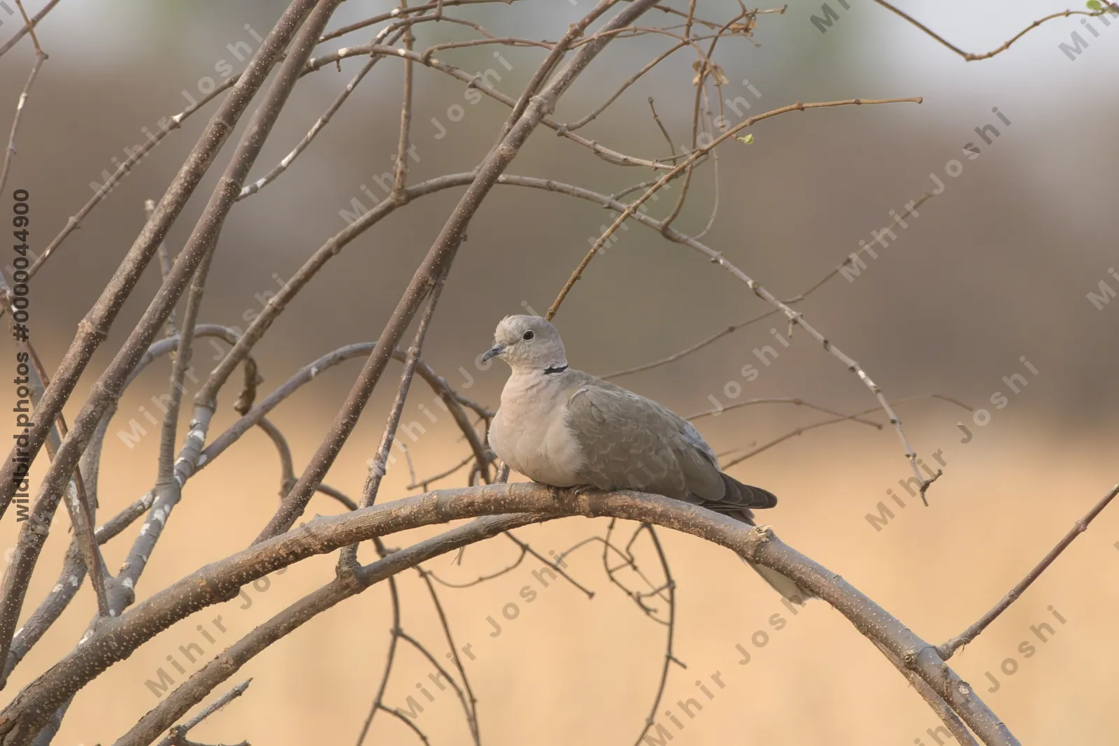 A Eurasian collared dove (Streptopelia decaocto) resting on a curved branch in the dry grasslands of Bhigwan, Maharashtra, India.