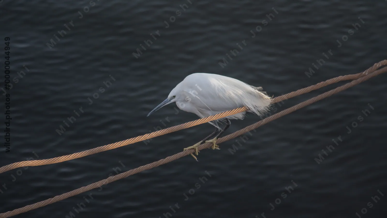 A Little Egret perches on a wire near Pyramisa, Aswan, Egypt, scanning for prey in the Nile
