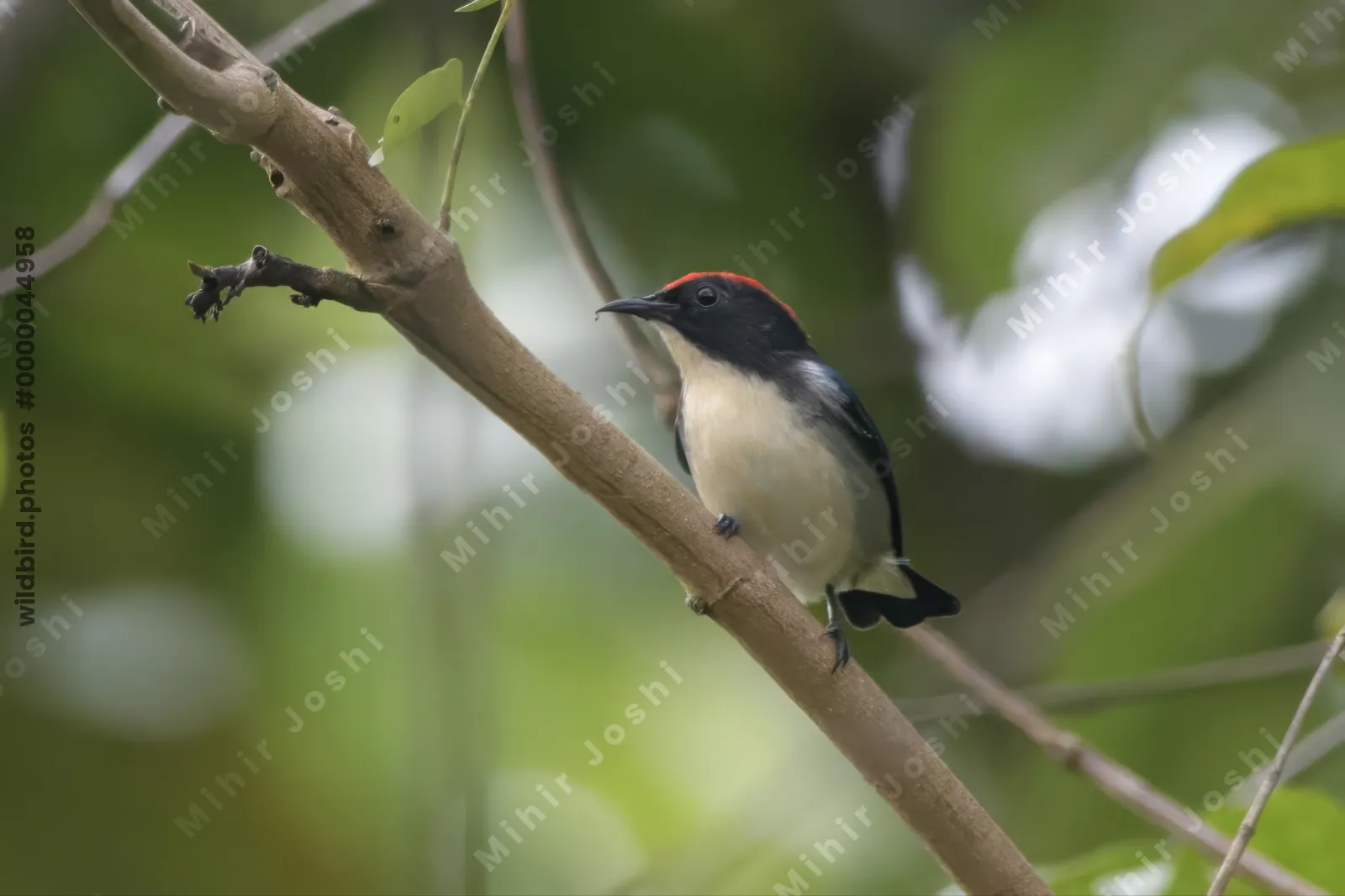 scarlet-backed flowerpecker (Dicaeum cruentatum) seen at Dosdewa in Karimganj, Assam, India