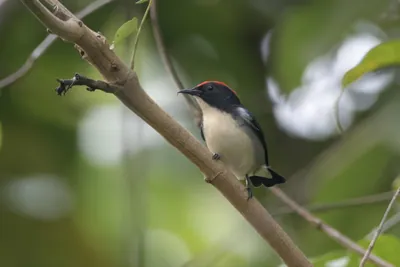 scarlet-backed flowerpecker (Dicaeum cruentatum) seen at Dosdewa in Karimganj, Assam, India
