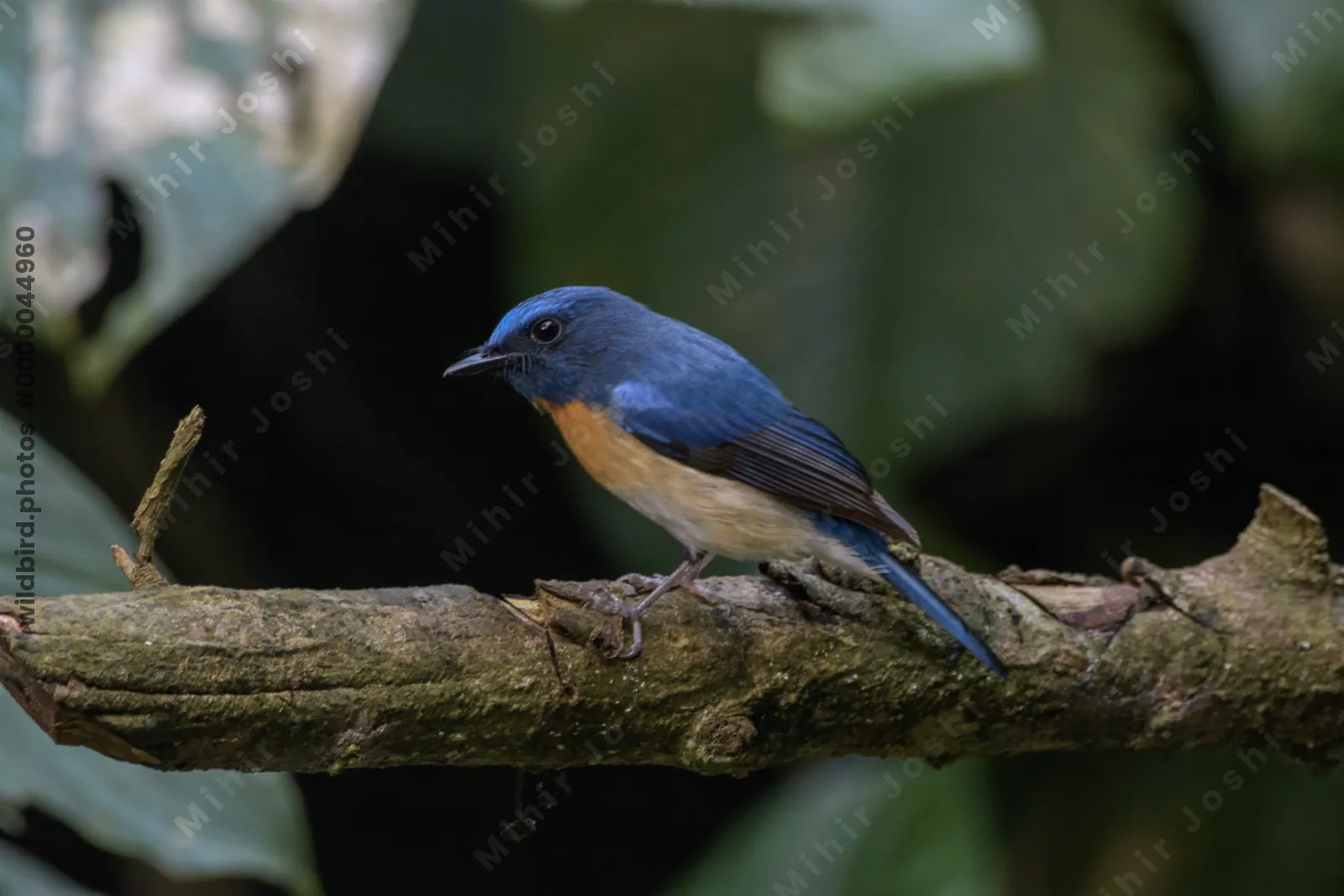 blue-throated blue flycatcher (Cyornis rubeculoides) at Dosdewa, Karimganj, Assam, India