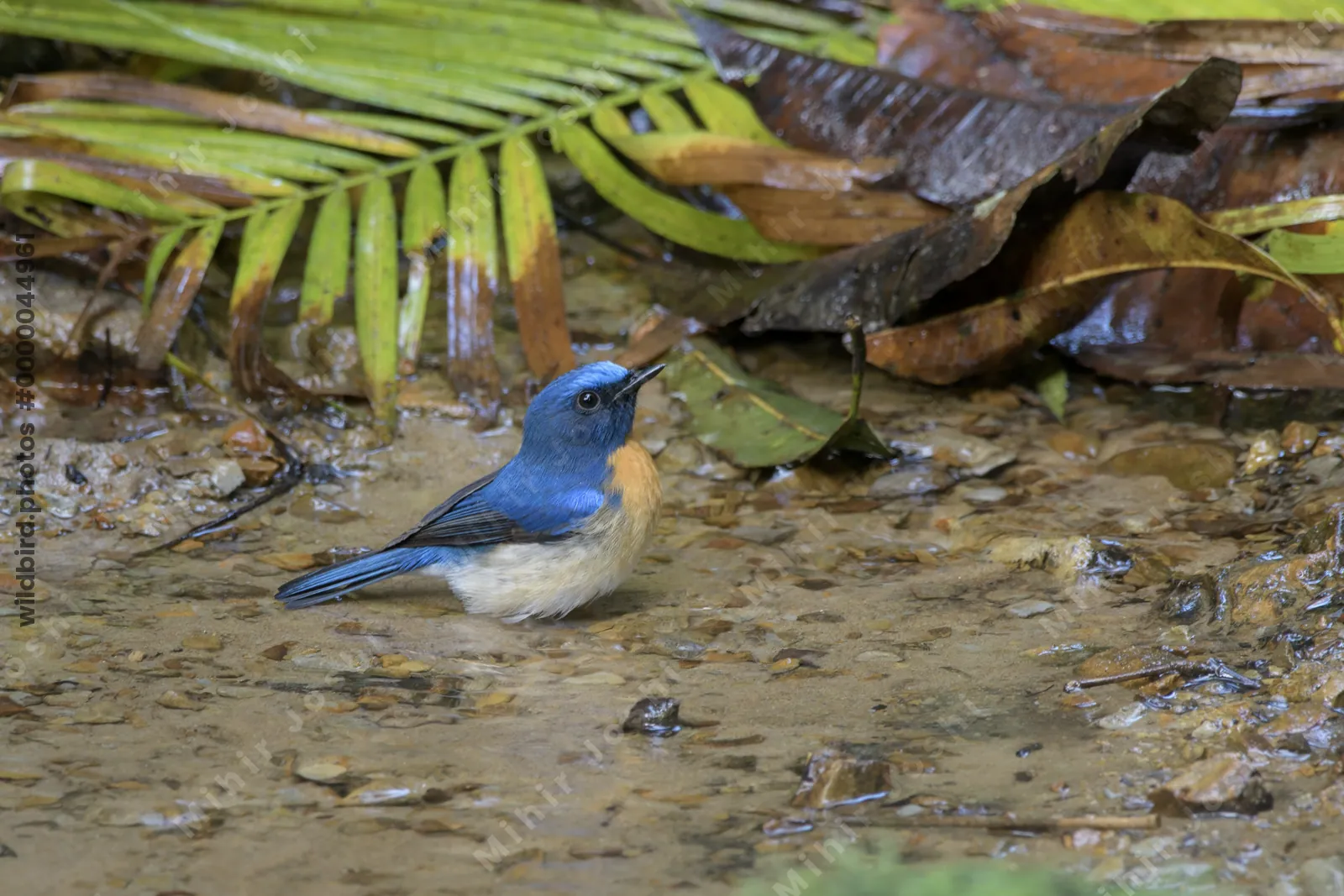 blue-throated blue flycatcher (Cyornis rubeculoides) at Dosdewa, Karimganj, Assam, India