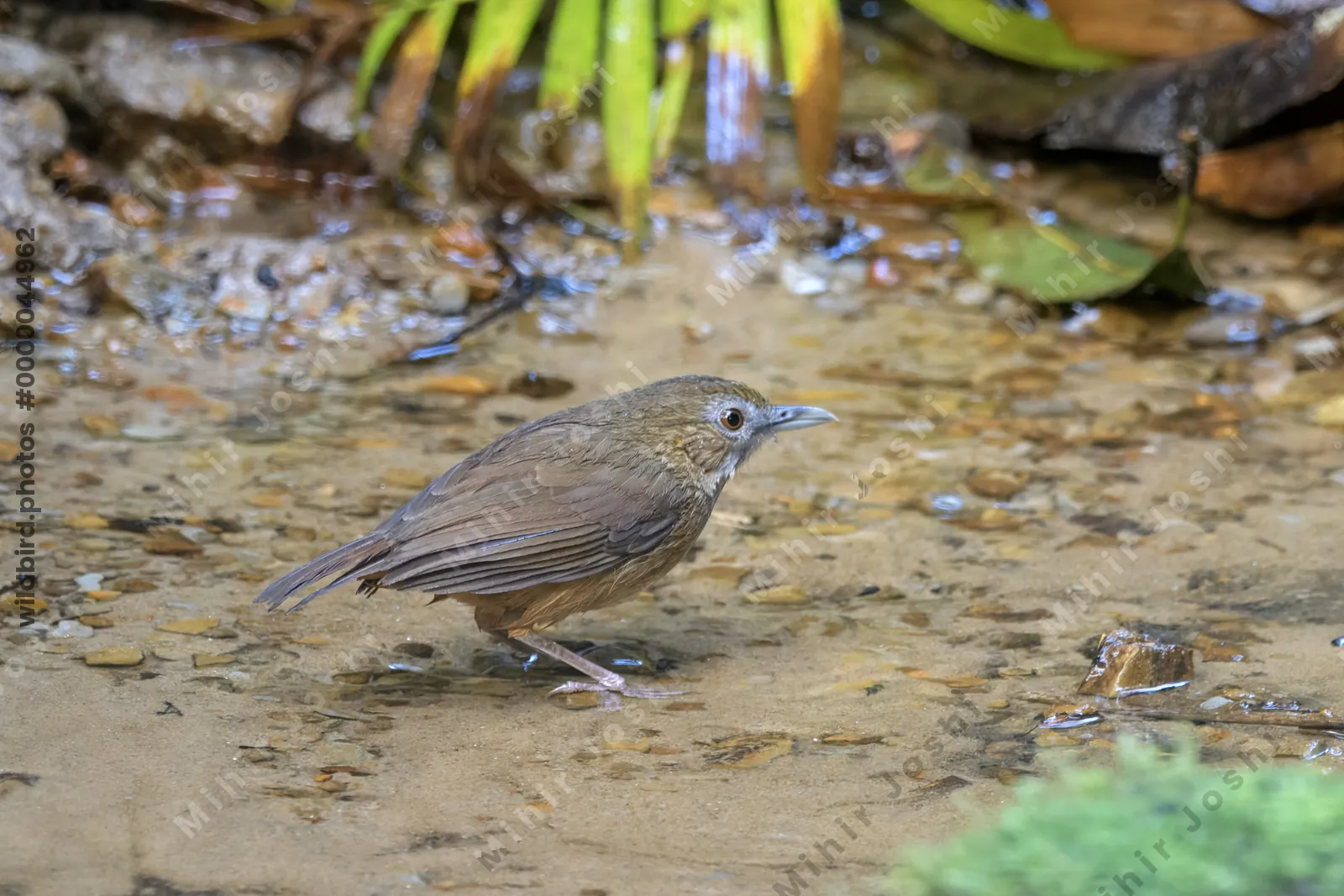Abbott's babbler (Malacocincla abbotti), a species of bird in the family Pellorneidae, at Dosdewa, Karimganj, Assam, India